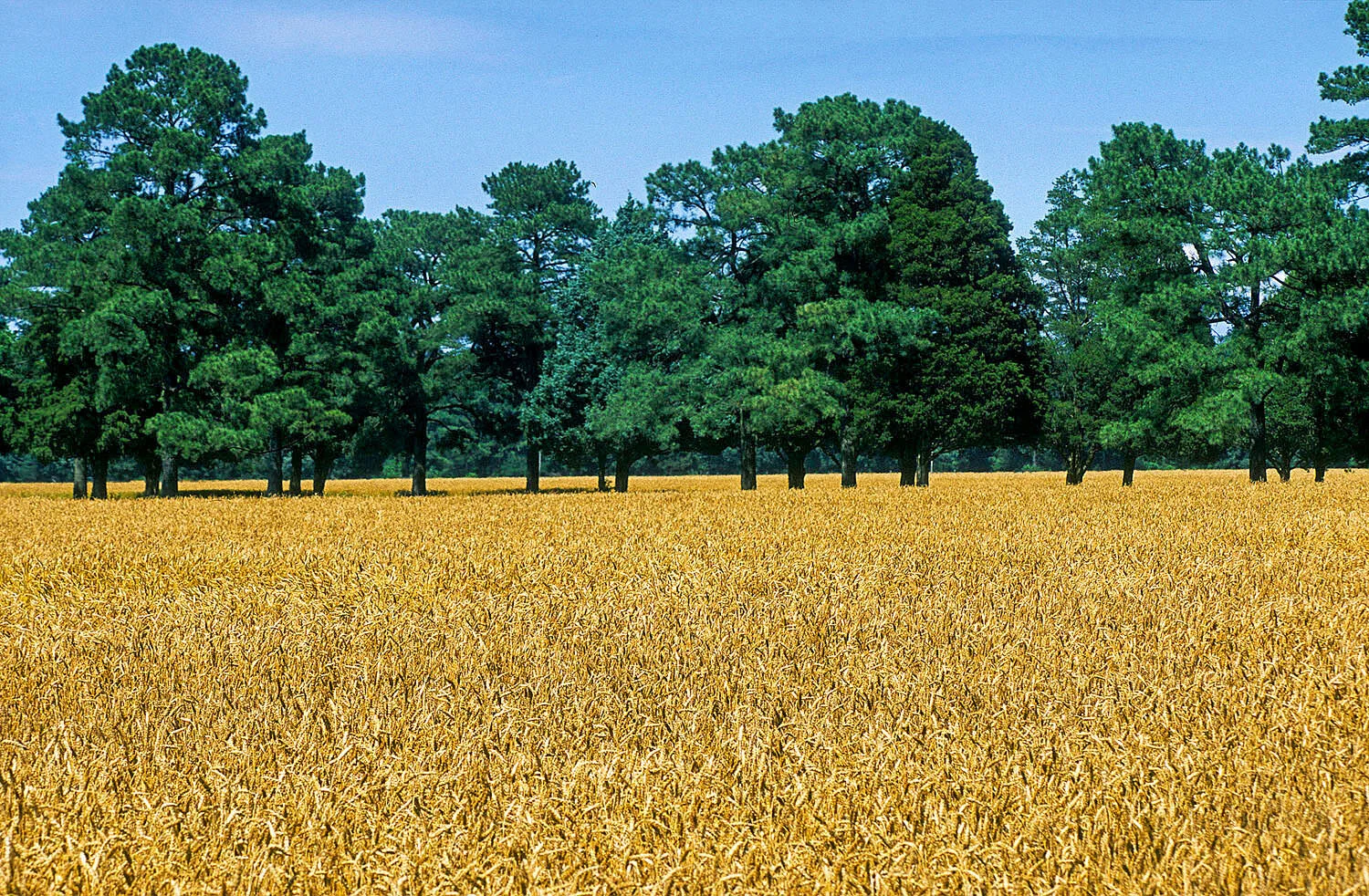EXHIBITED: "A Mid-Summer’s Landscape"