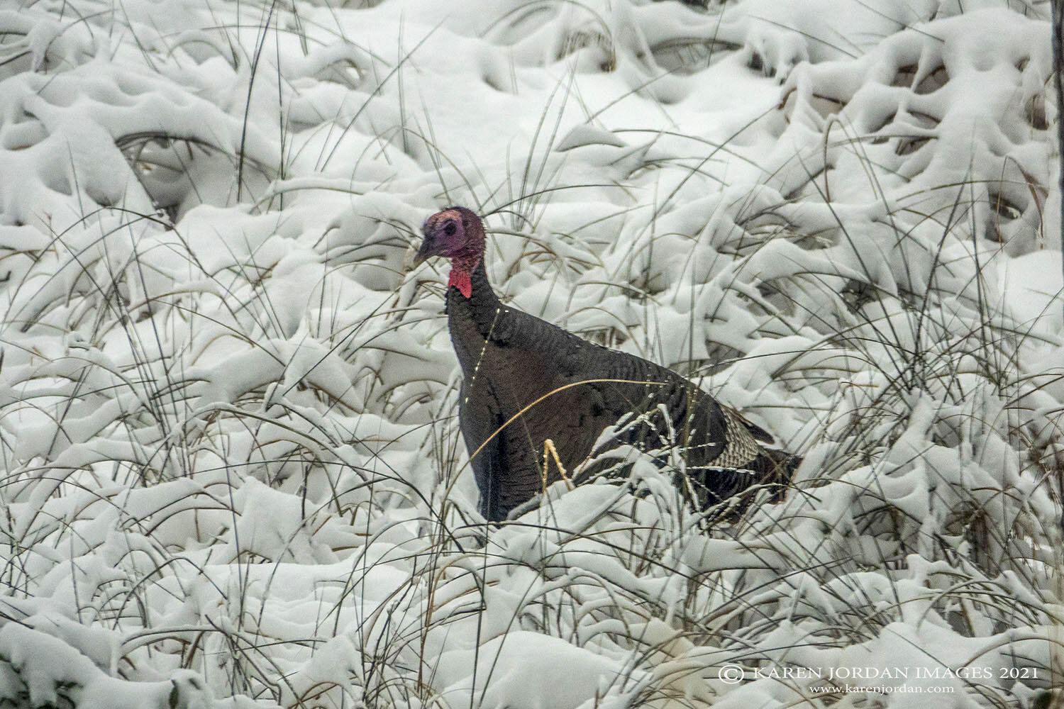   Wild Turkey: 100% Proof  