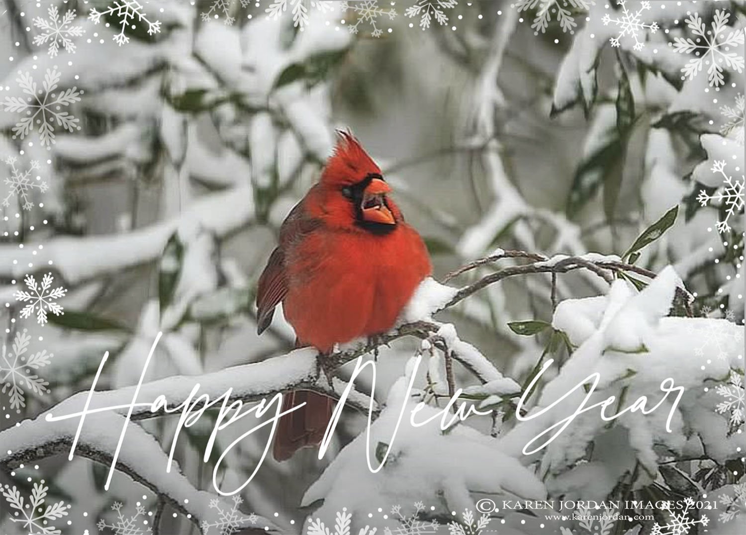 karen_jordan_picture_of_the_week_71_Happy_New_Year_bright_red_cardinal_state_bird_red_plumage_perched_snowy_branch_VA_wildlife_winter_snow_scene_northern_neck_VA_copyright-_karen_jordan_images-4web.jpg