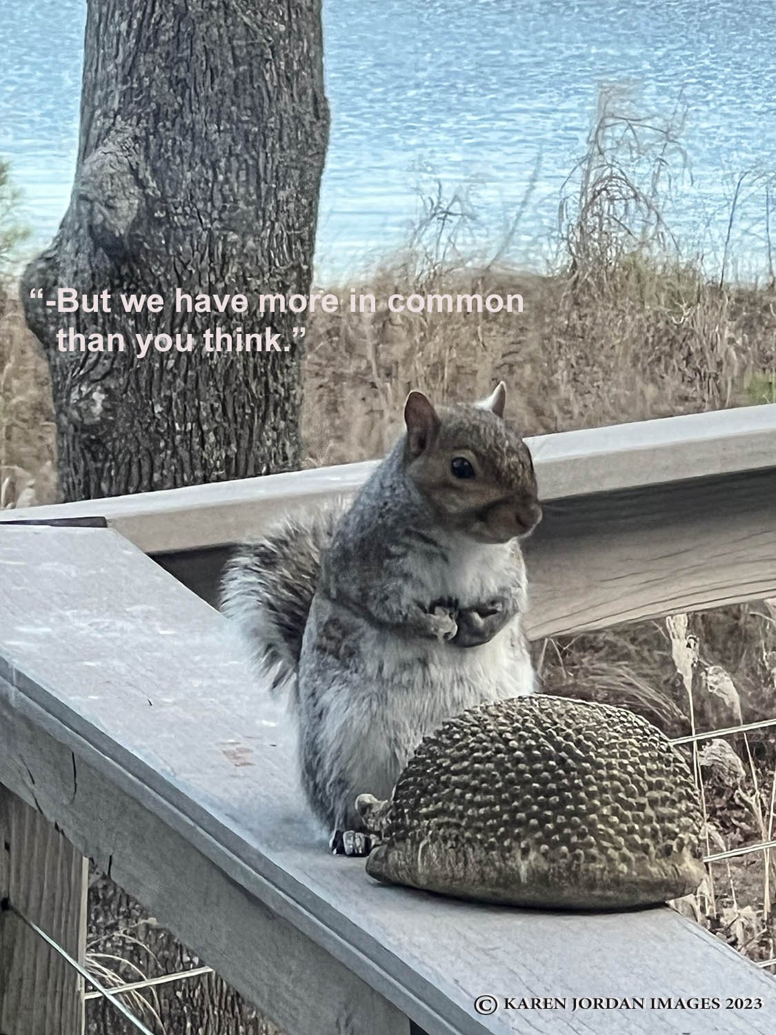 karen_jordan_picture_of_the_week_101_But_we_have_more_in_common_than_you_think_squirrel _hind_legs_behind_hedgehog_caption_on_image_copyright-4web.jpg