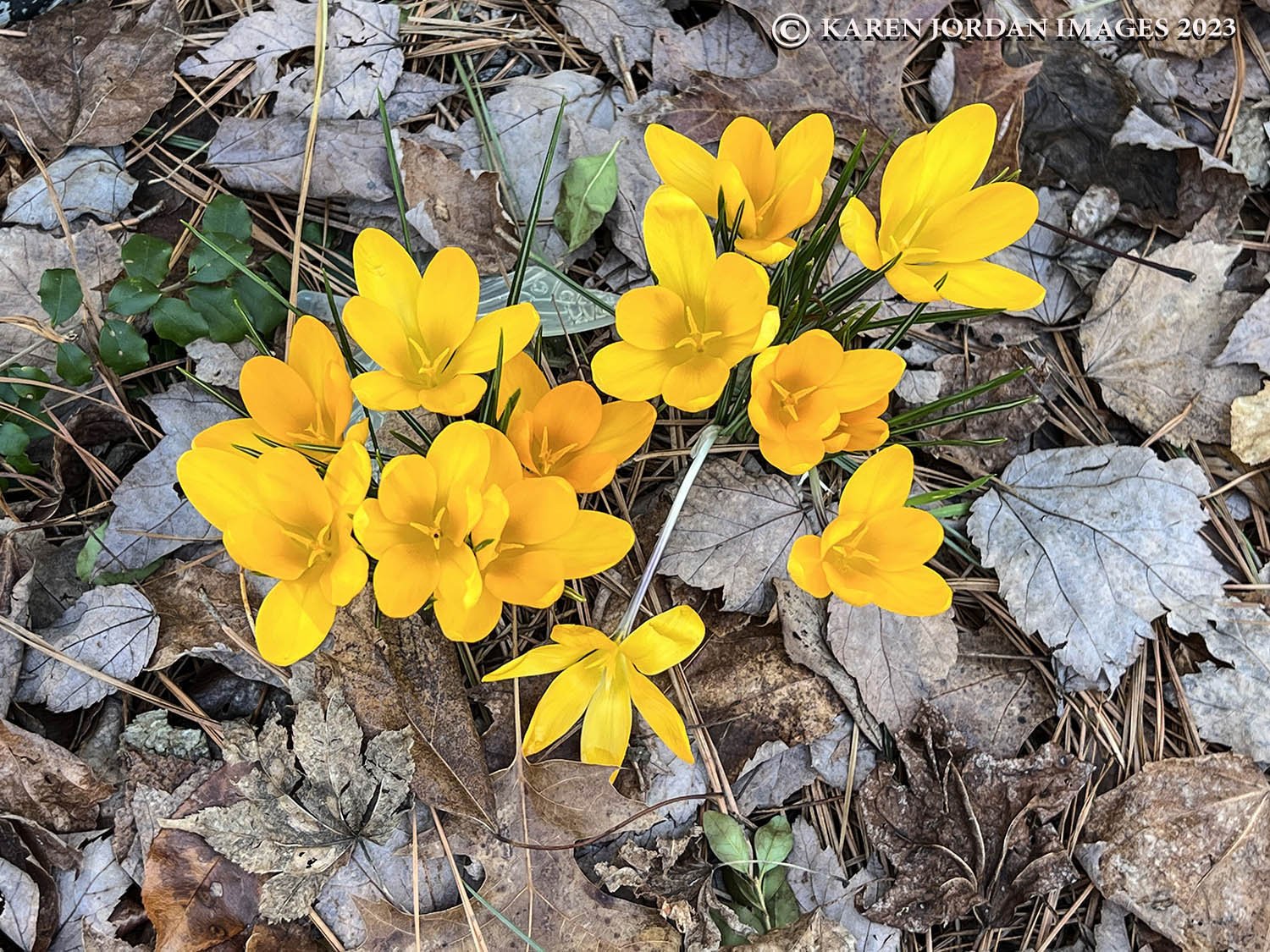   HARBINGERS OF AN EARLY SPRING  