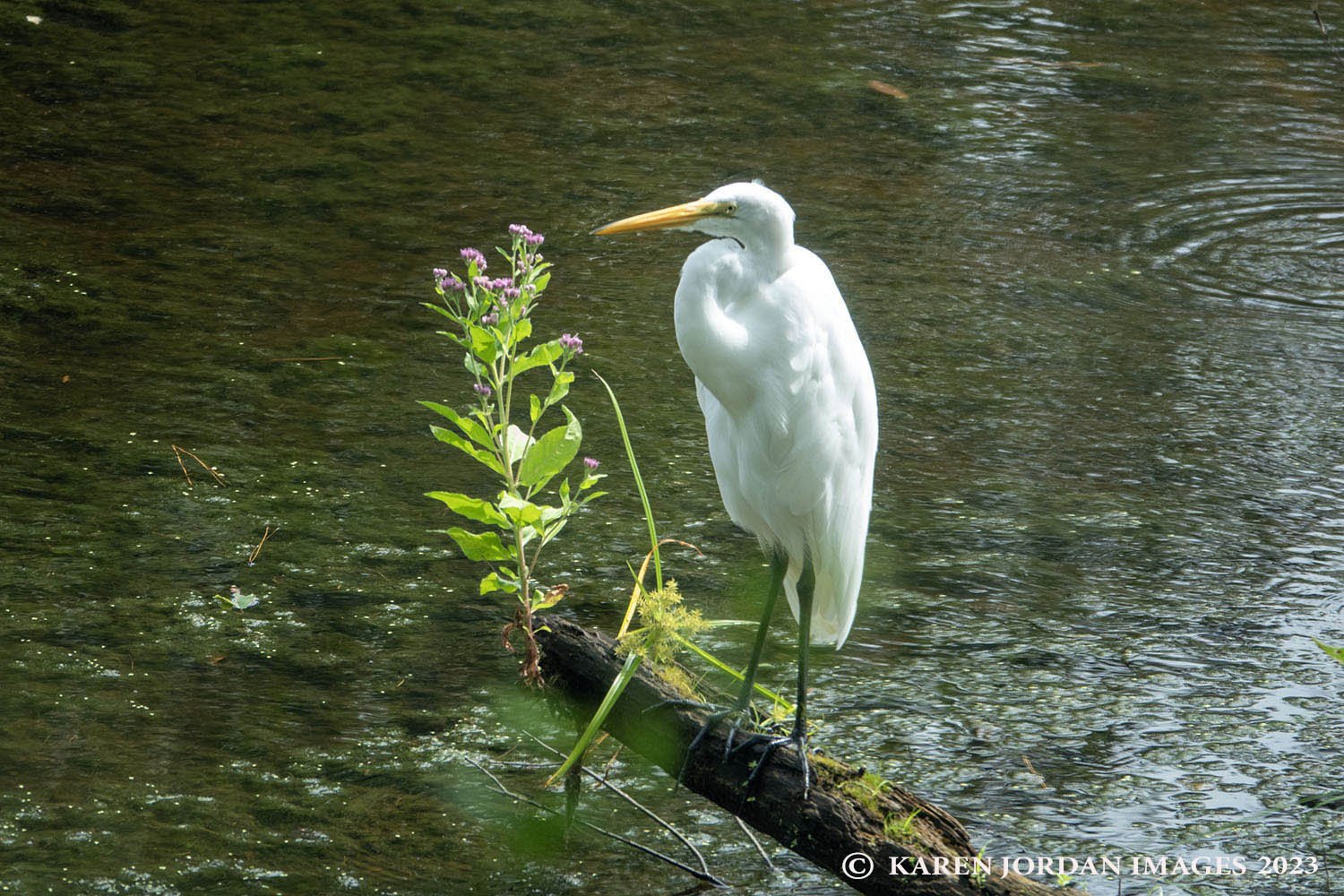 GREAT EGRET: Omen of Good Fortune for the New Year