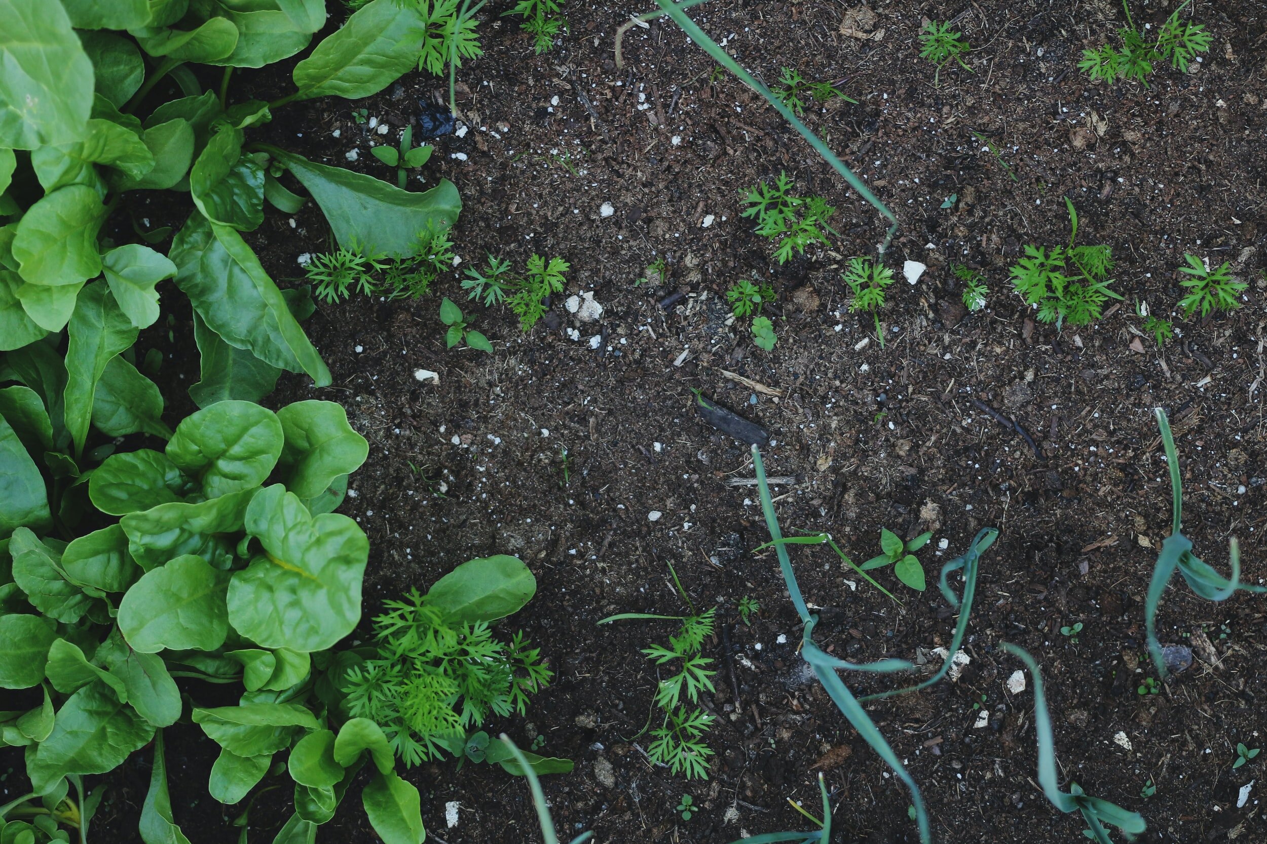 Community Garden plots should all be prepared, weeded and planted.