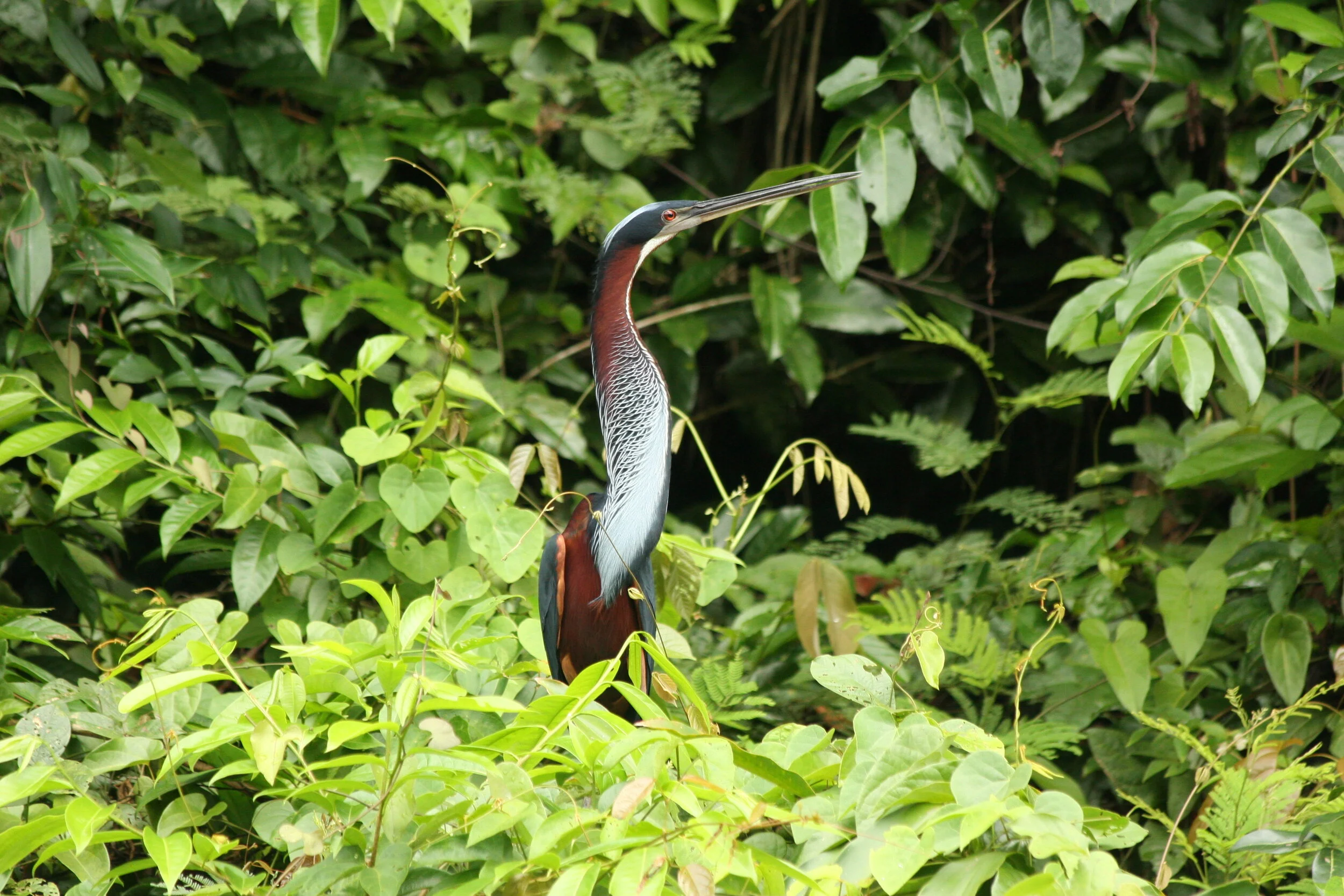 Agami heron.JPG