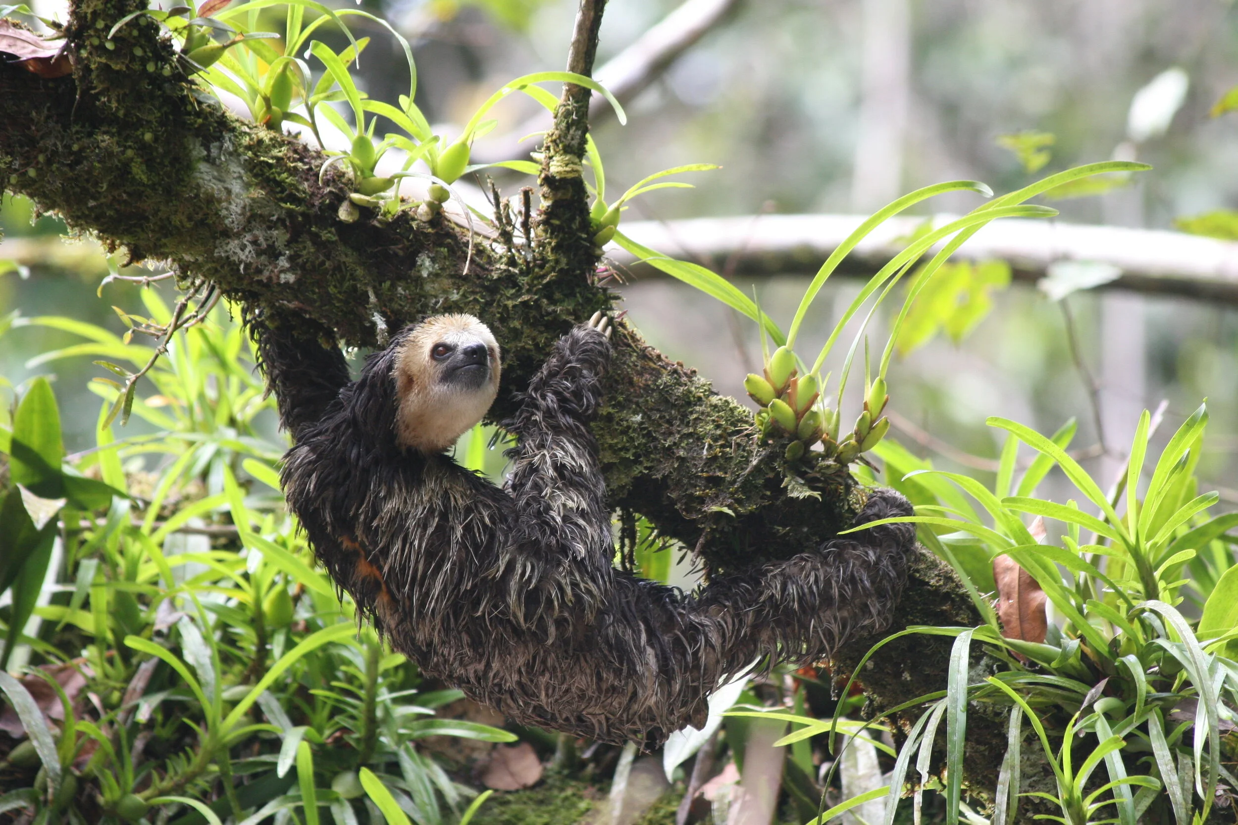 Three toed sloth.JPG