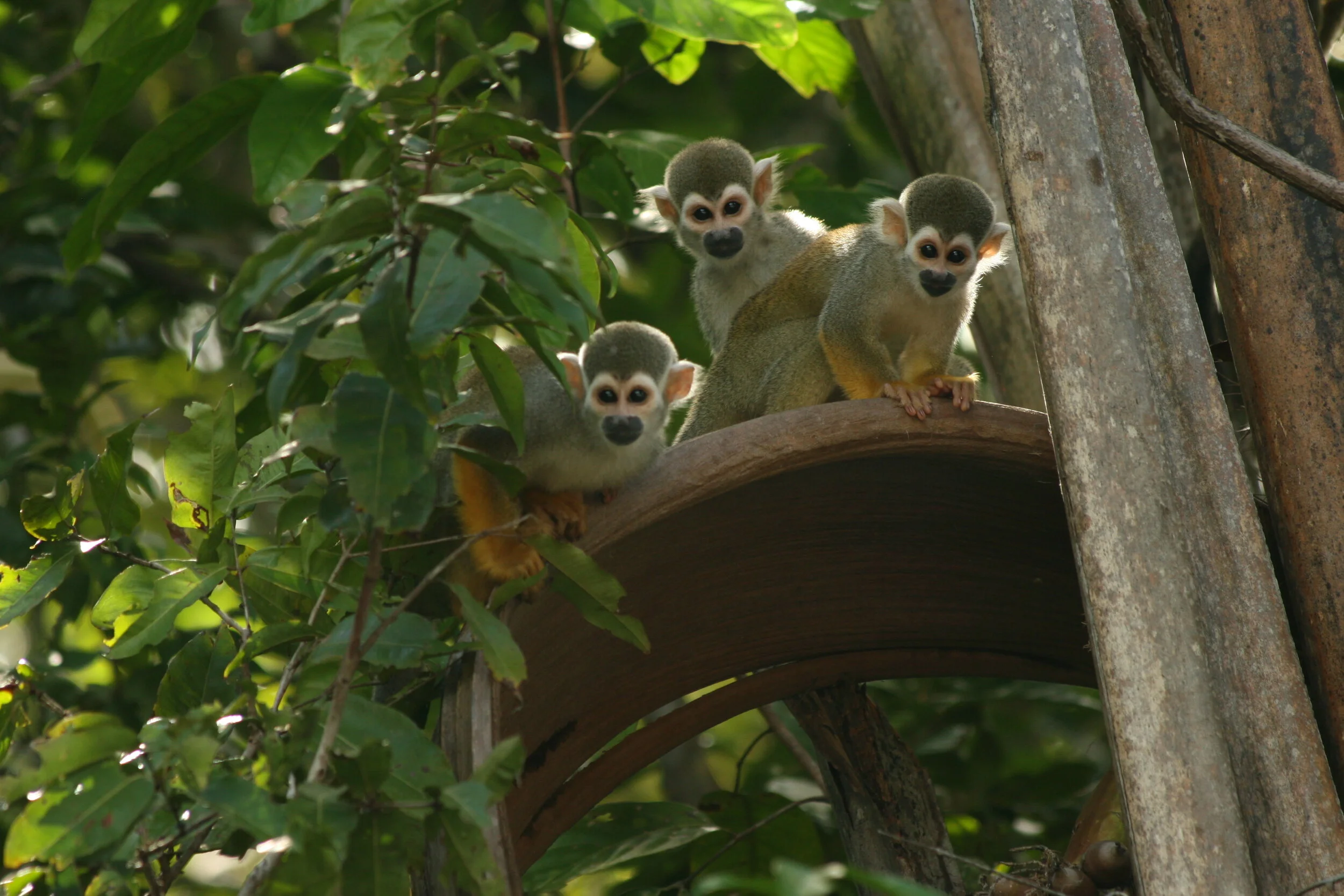 Squirrel monkeys .JPG