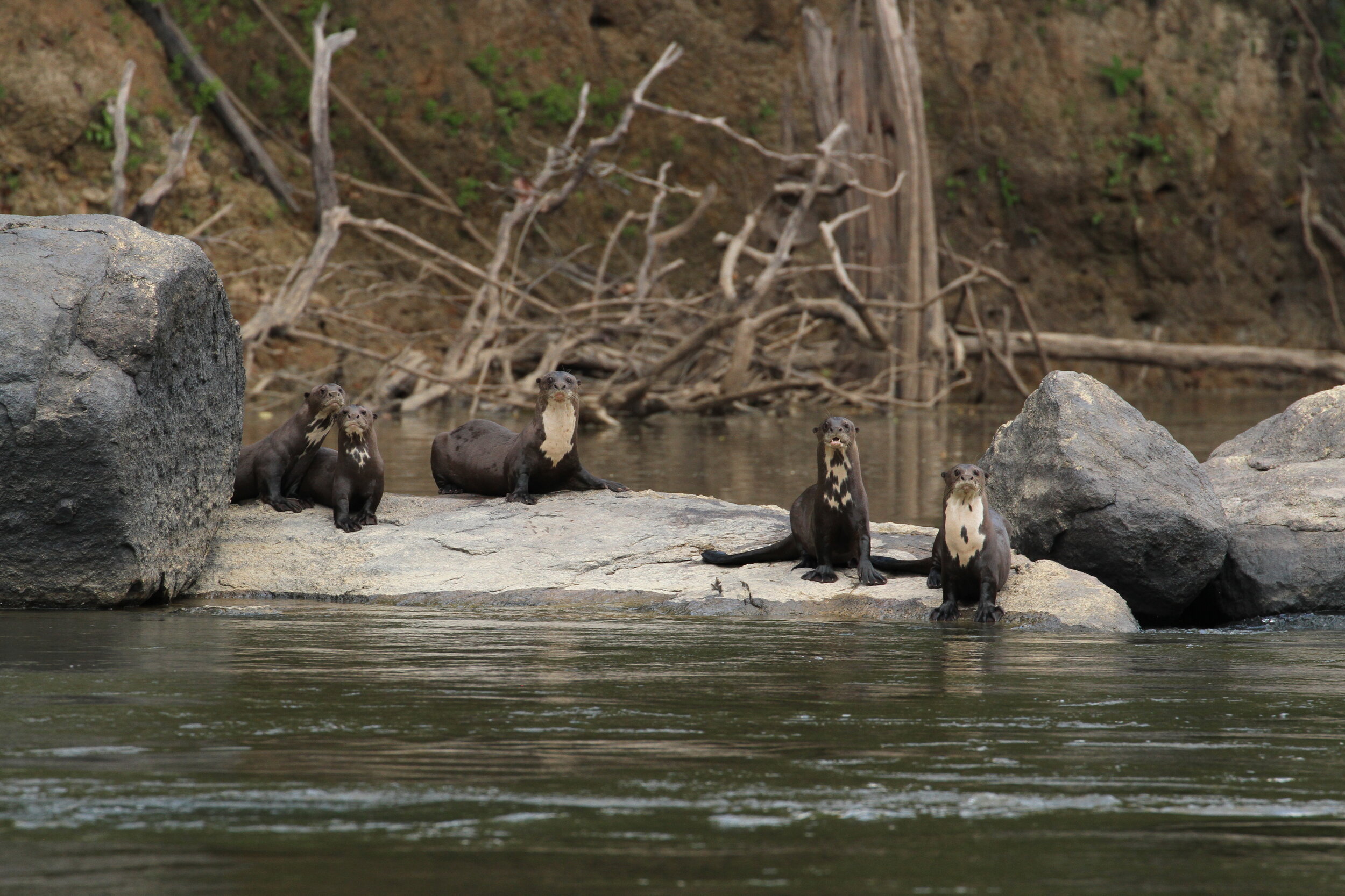 Giant otters.JPG