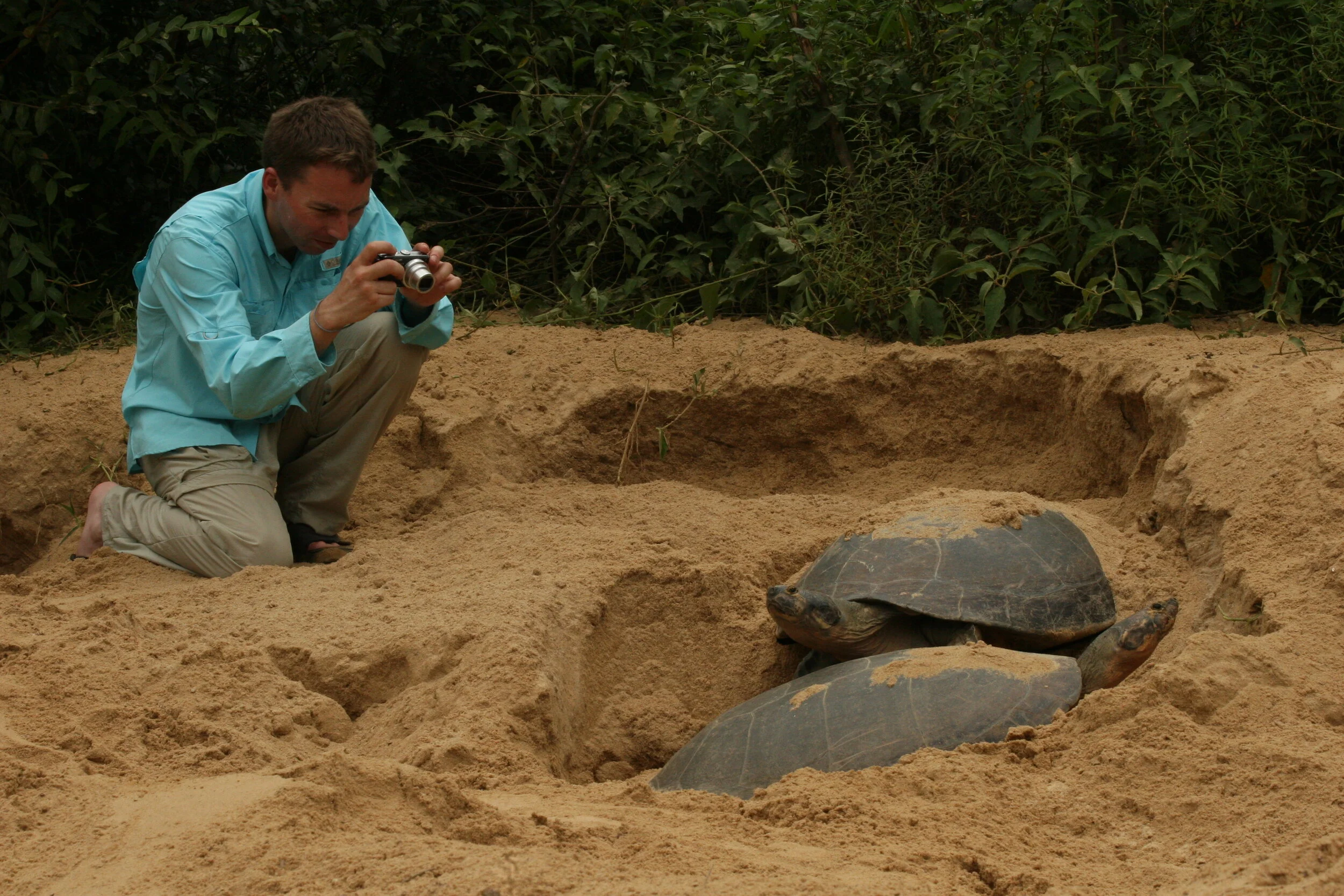 Rewa is well known for its healthy populations  of Expansa turtles seen nesting here .jpg