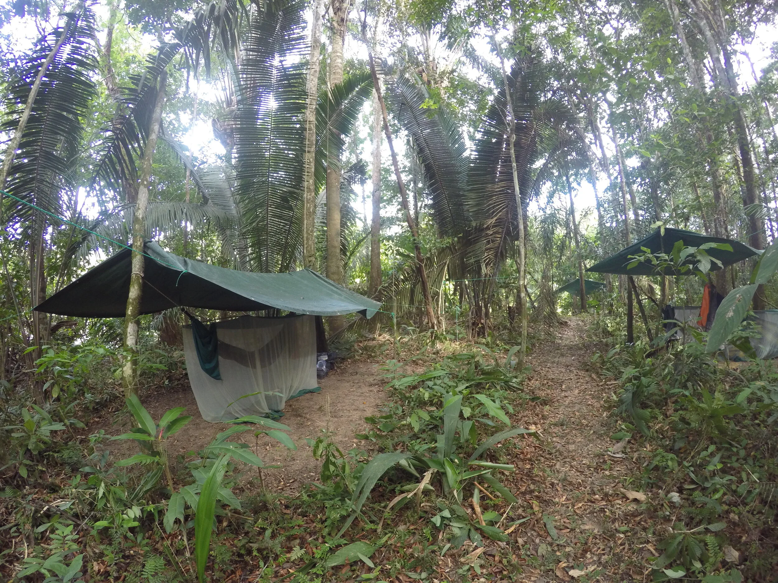 Tarp and hammock camp in the forest.JPG