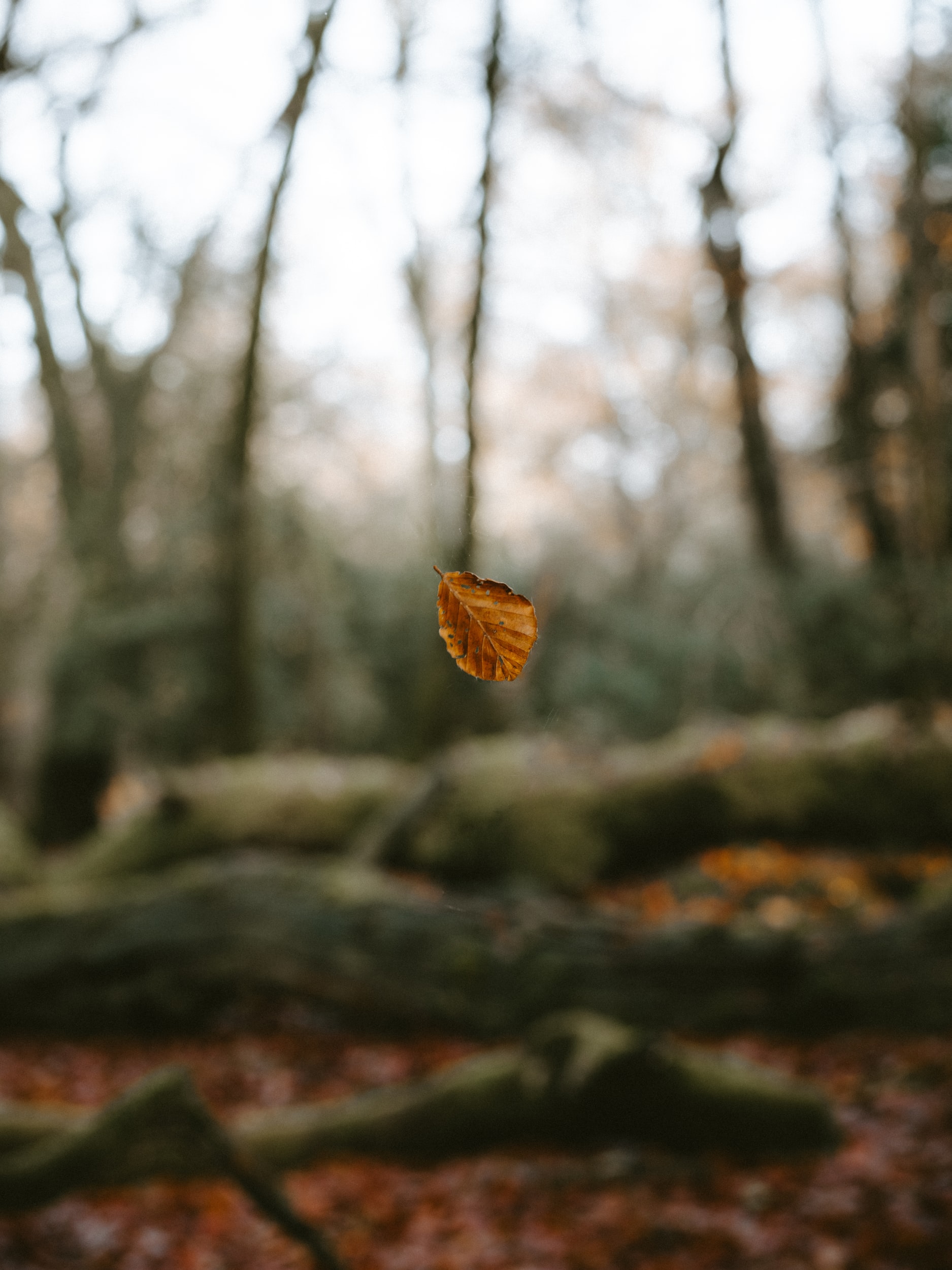 A Falling Leaf