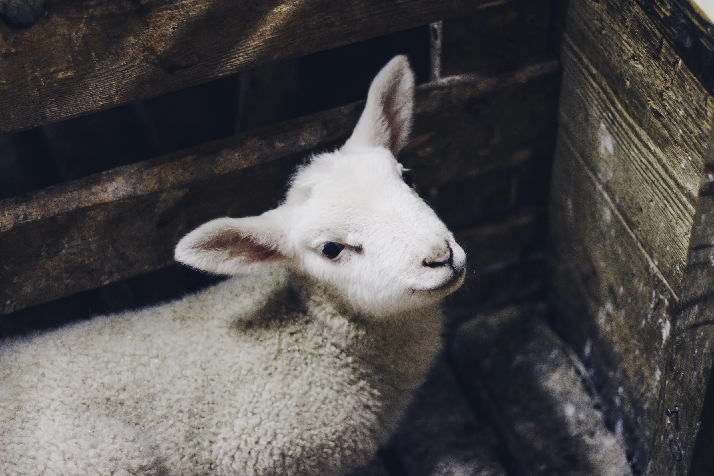 The Perfect Lamb