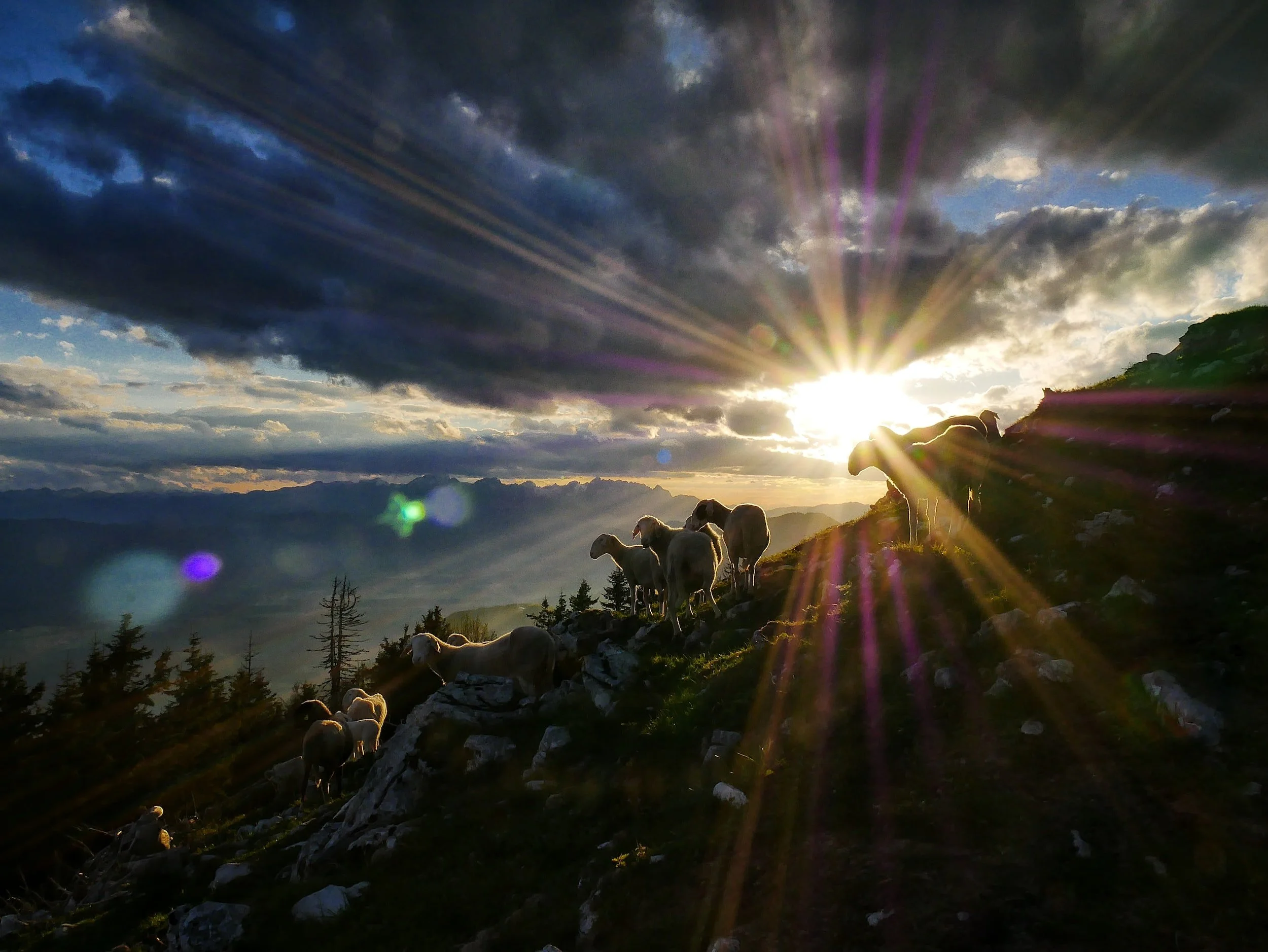 The Shepherd's Gift