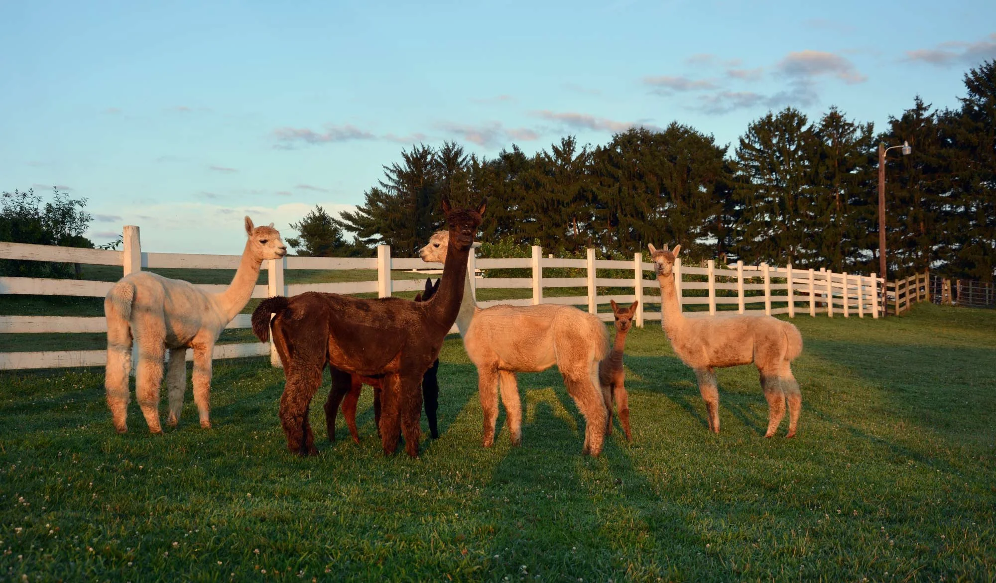 Five alpacas at Hess Farm in Ashland, Ohio are standing on grass with trees and a white fence in the background under a blue sky.