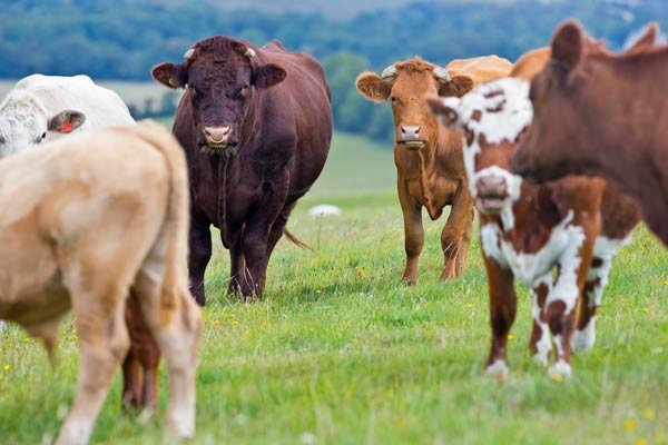 Several cows grazing on a green field with hills in the background.