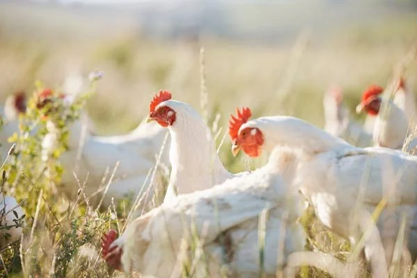 White chickens with red combs peck at the ground in a grassy field.