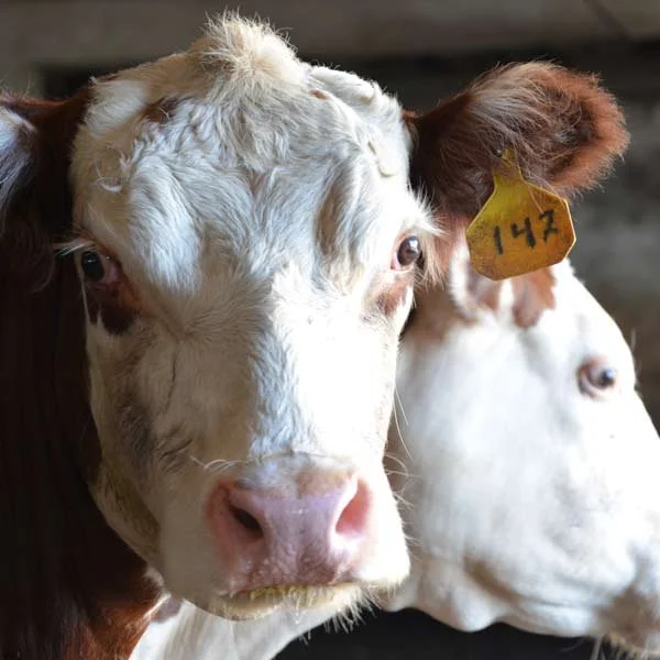 Close-up of two cows, one with a yellow ear tag numbered 147, in a farm setting.