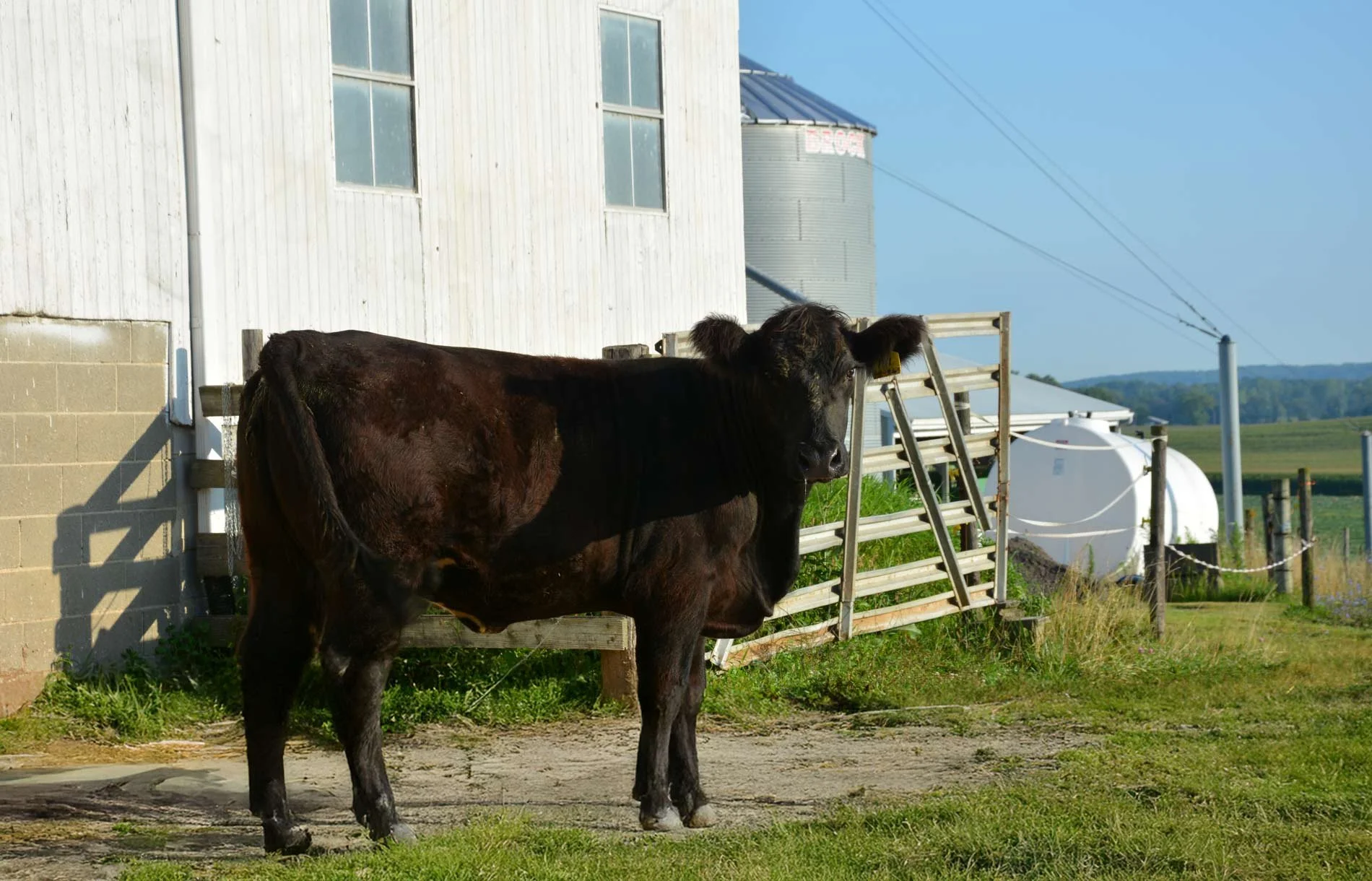 Hormone-free cattle pasture