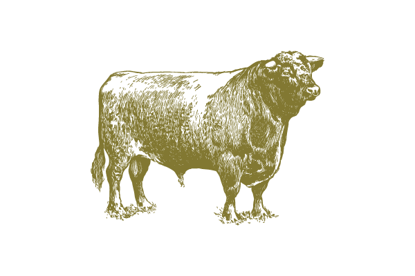 A yellowish-brown schematic illustration of a bison on a black background.