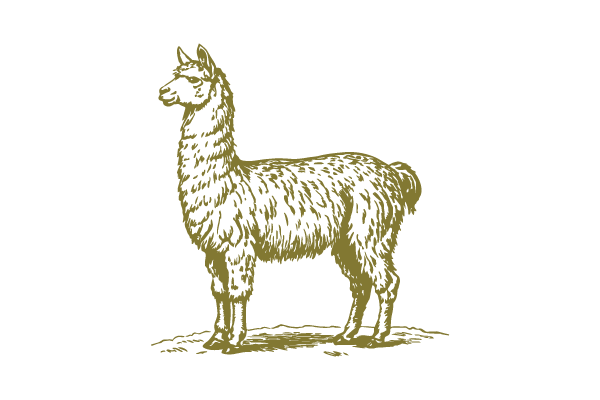 Illustration of a llama standing on a patch of ground.