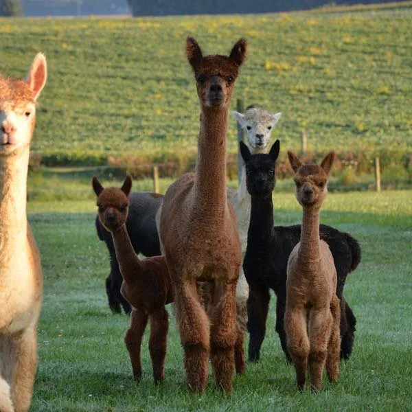 A group of alpacas standing on a grassy field with a fence and green hills in the background.