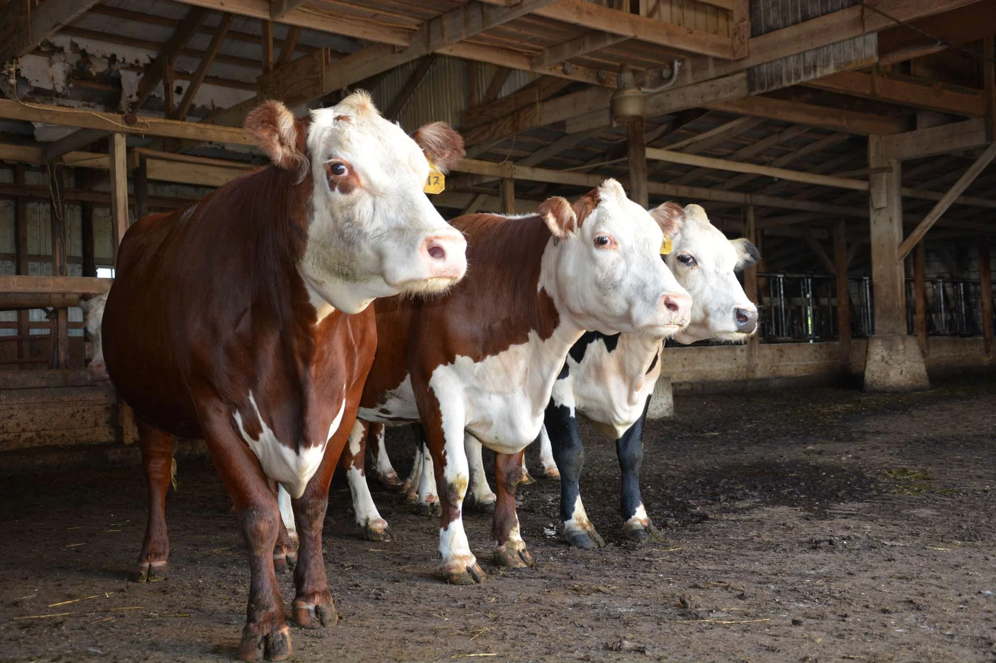 Selectively bred Ohio beef