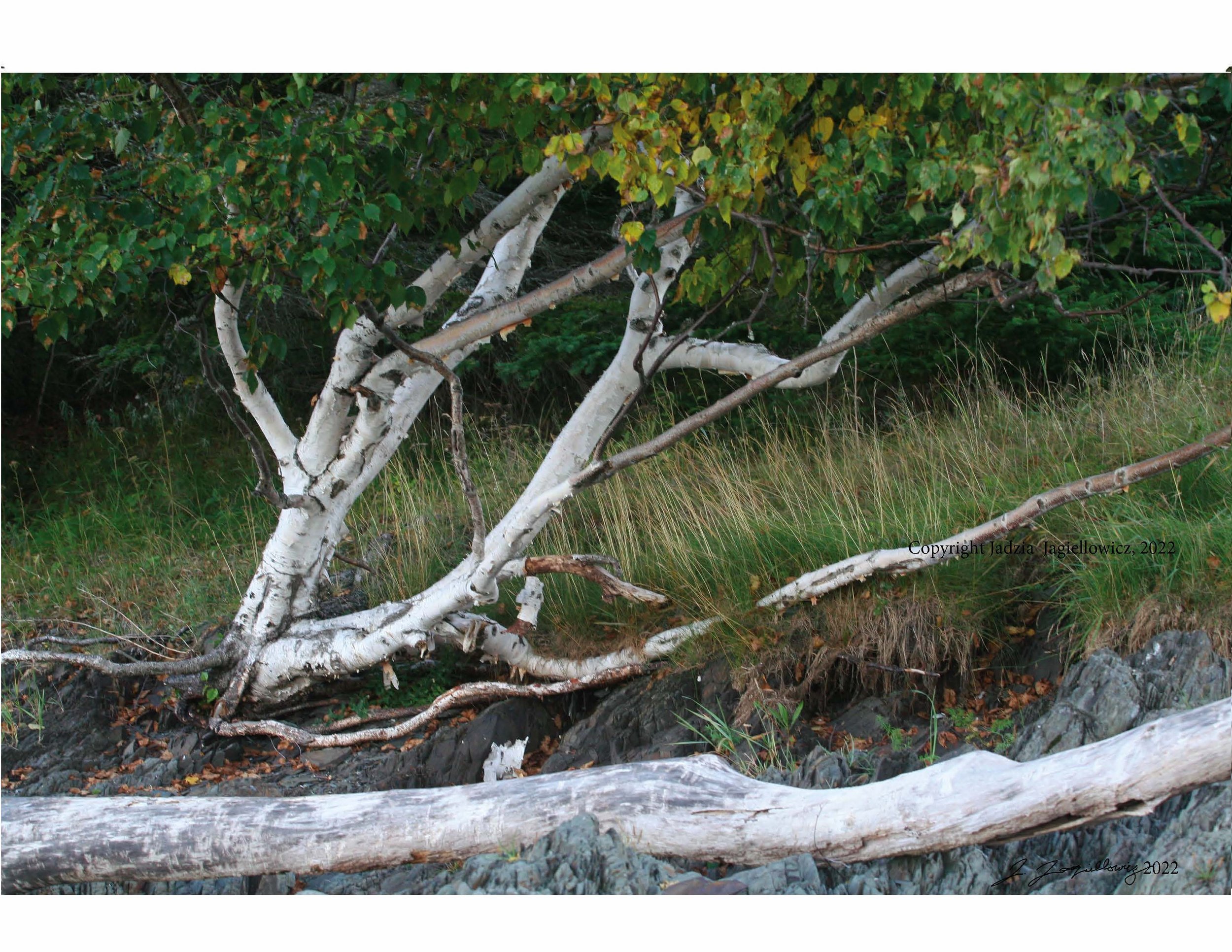 Chasing Beauty: Mindfulness for HSPs