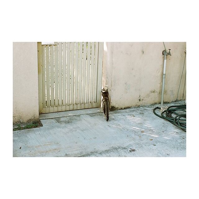 cat 3 | malaysia | 35mm