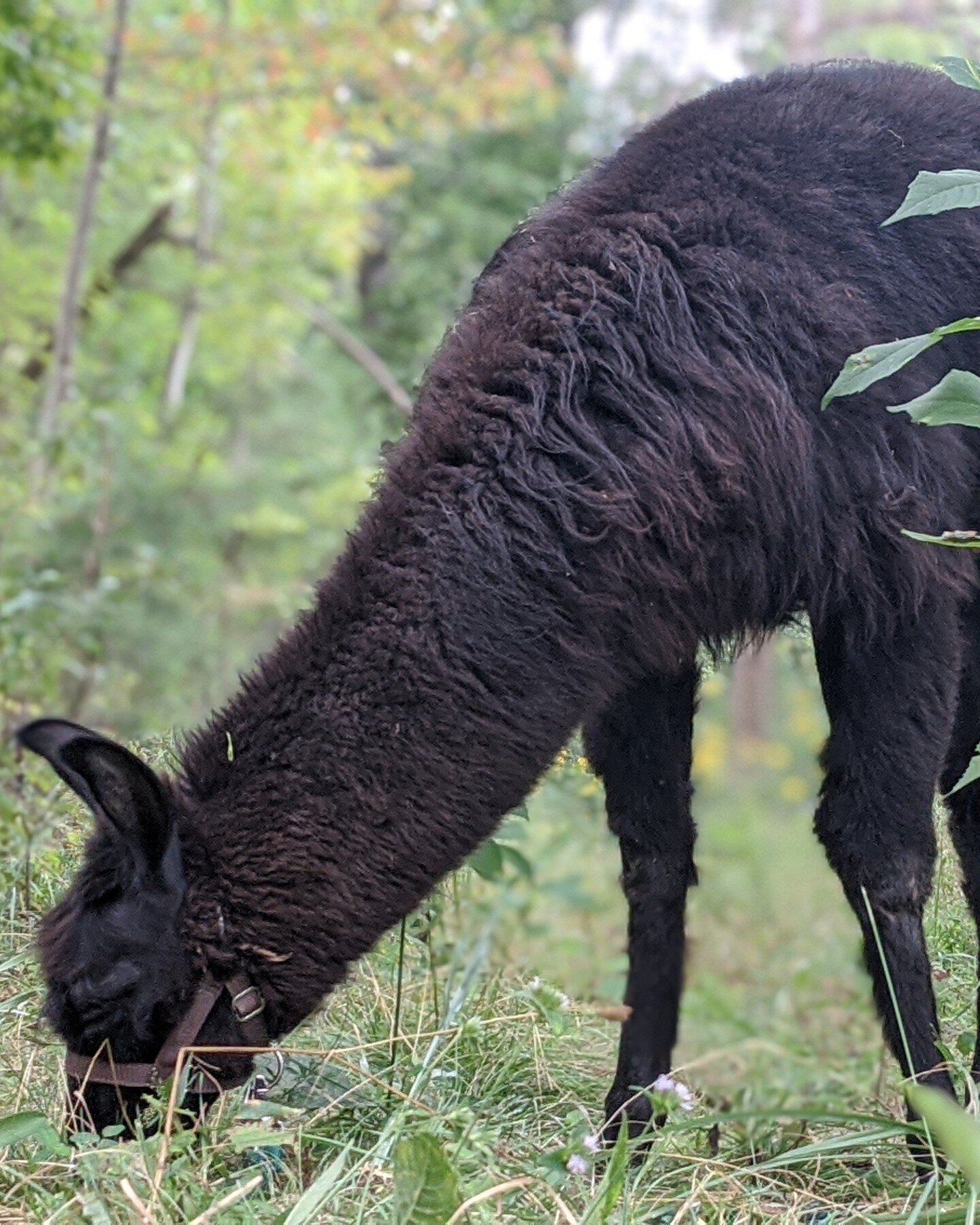 It is with great sadness that we share the death of our beloved llama and family member, Cacao. One of our first llamas, Cacao will be remembered as a llama ambassador, escape artist, herd trickster, and friend to all. 

I know many of you connected 
