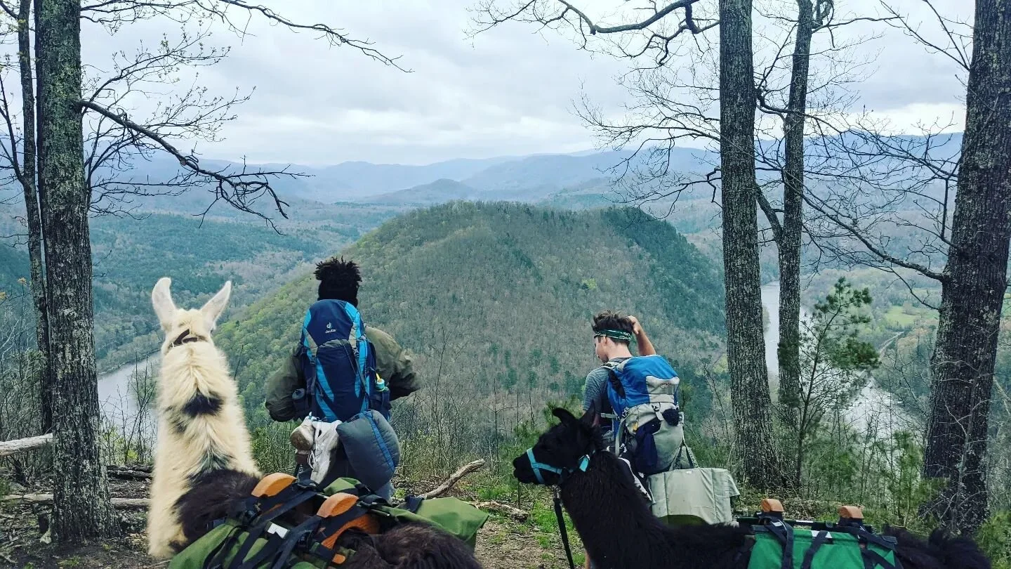 Llamas of Hot Springs Trekking — Llamas of Hot Springs