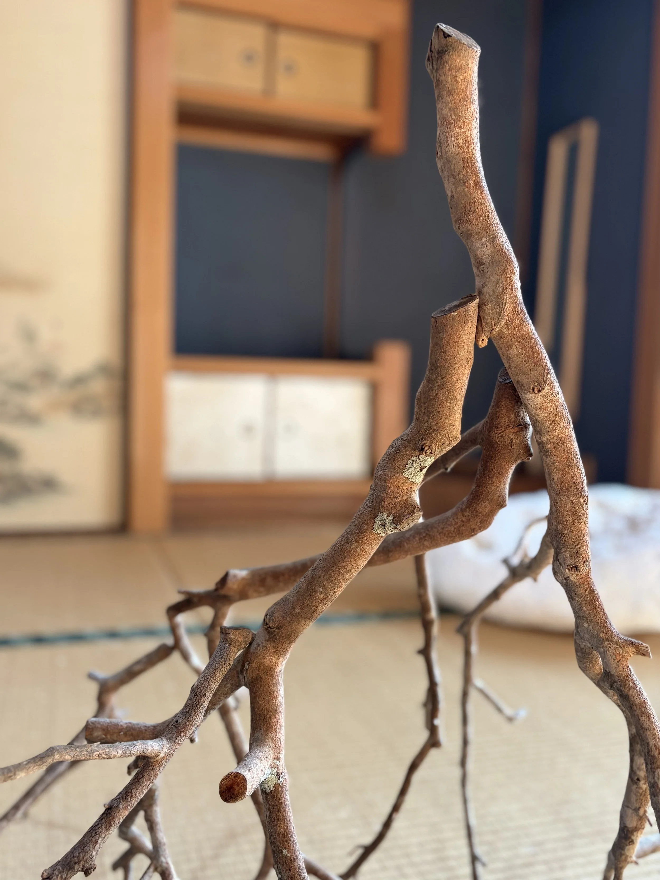  Detail of one of the three sculptural elements made of found Japanese Spindle Tree sticks that were pressure fit together with natural dowels.  