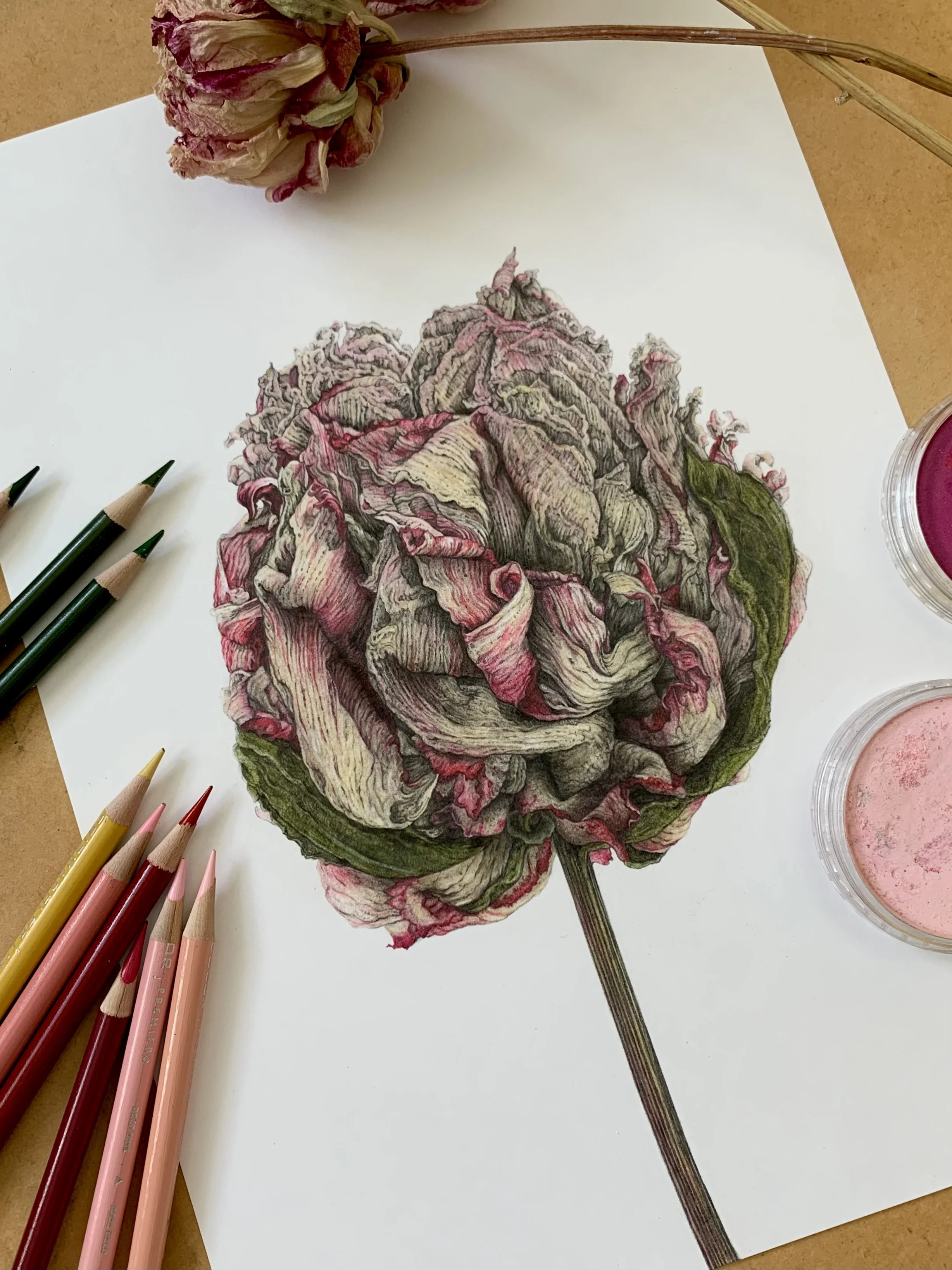 Dried Peony 