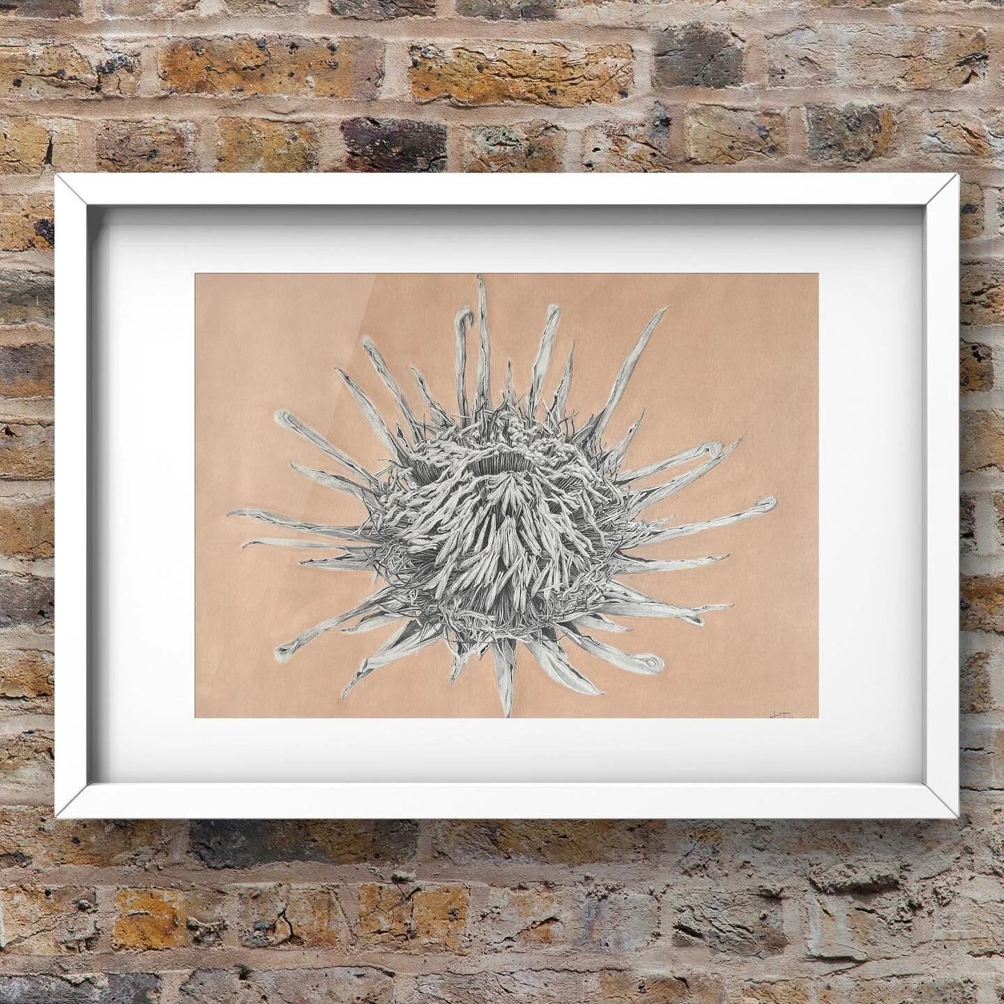 King Protea looks like Queen Protea to me 👑 
King Protea drawing for Solo 51 exhibition @academygalleries from 26th May
.
.
.

#wellington #nzartists #nzartist #nzart #newzealand #kapiti
#ktmlovesbear #ktm
#artwork #art #artoftheday 
#drawing #draw 