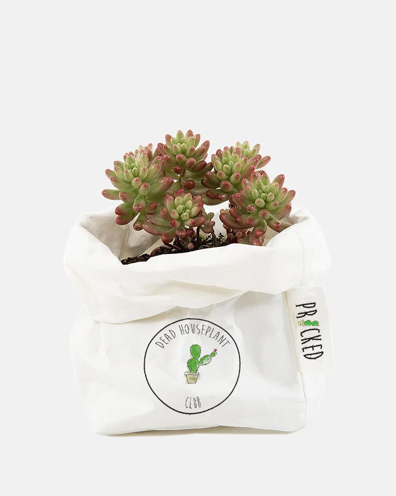 dead houseplant pot.jpg