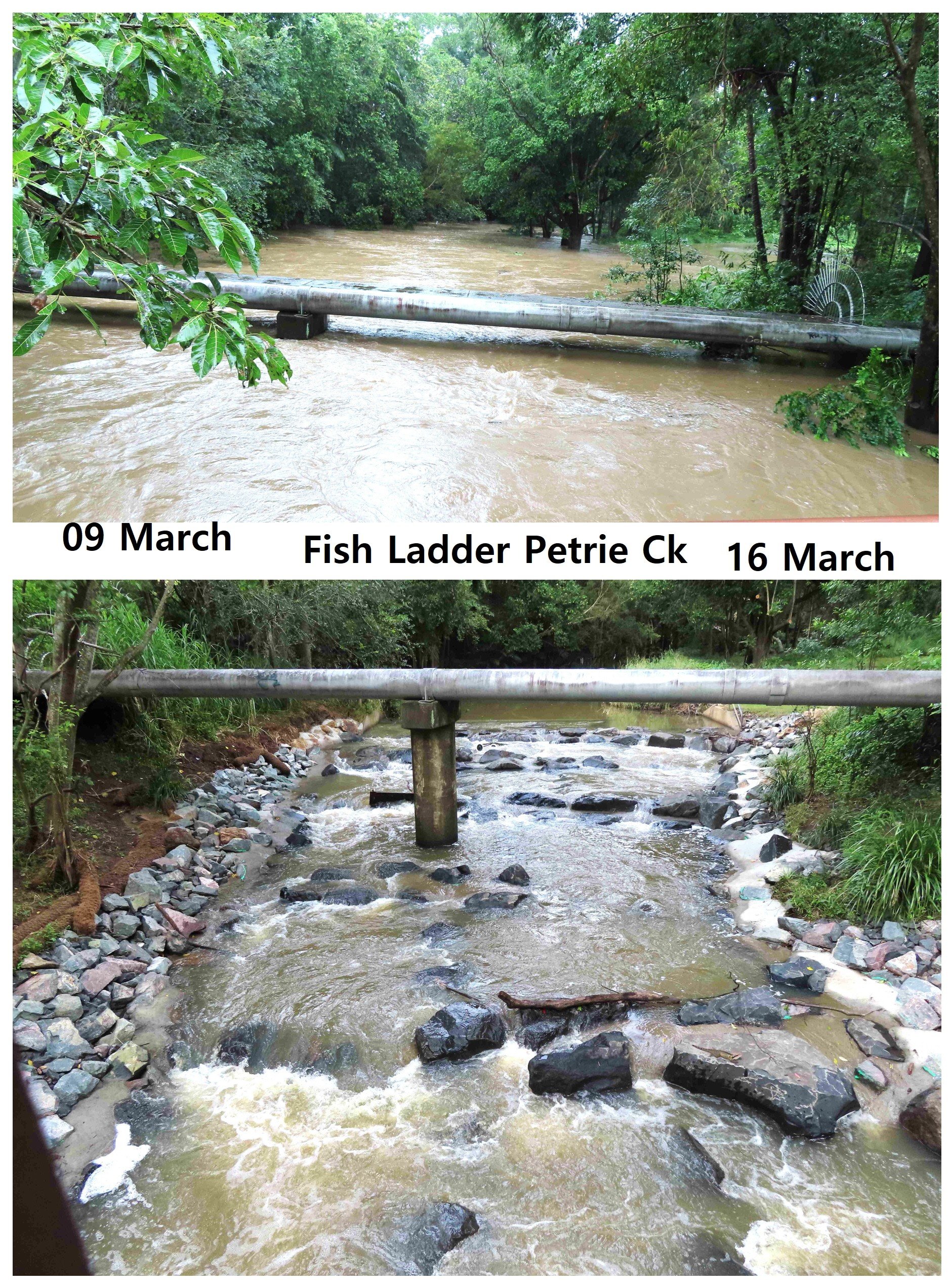 Fish ladder clears flood test