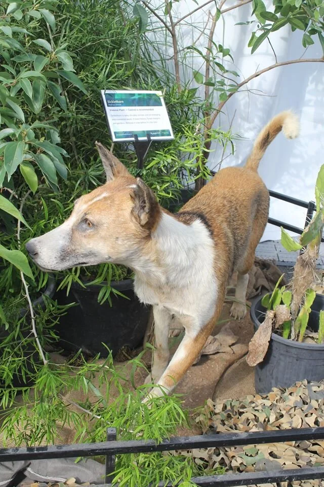 Captured Dulong wild dog highlights pest threat