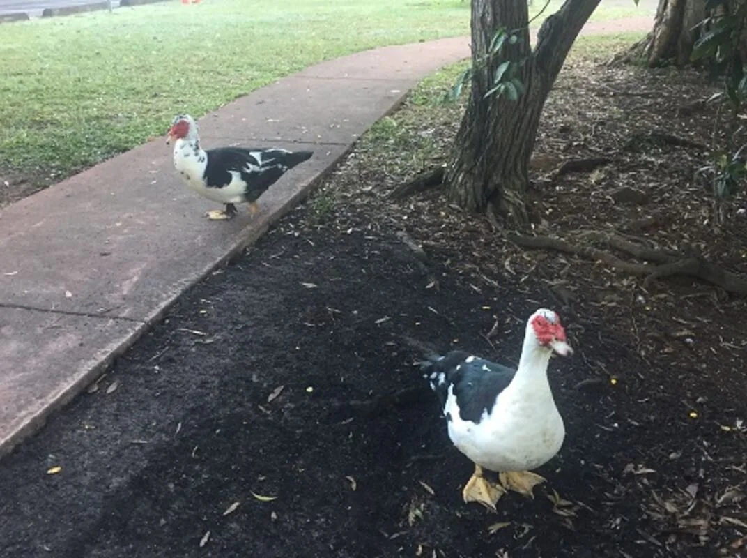 Please don’t dump ducks at Kolora Park