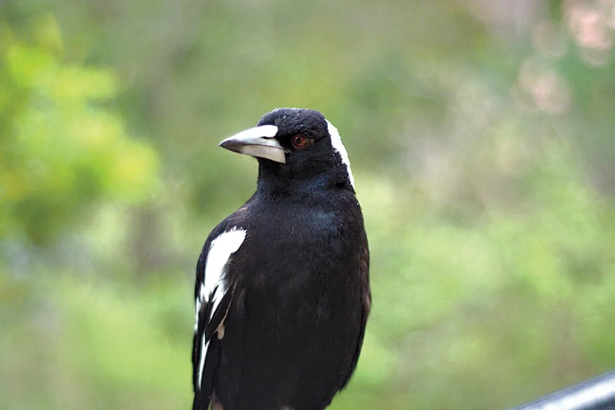 Magpies make great parents and can remember your face