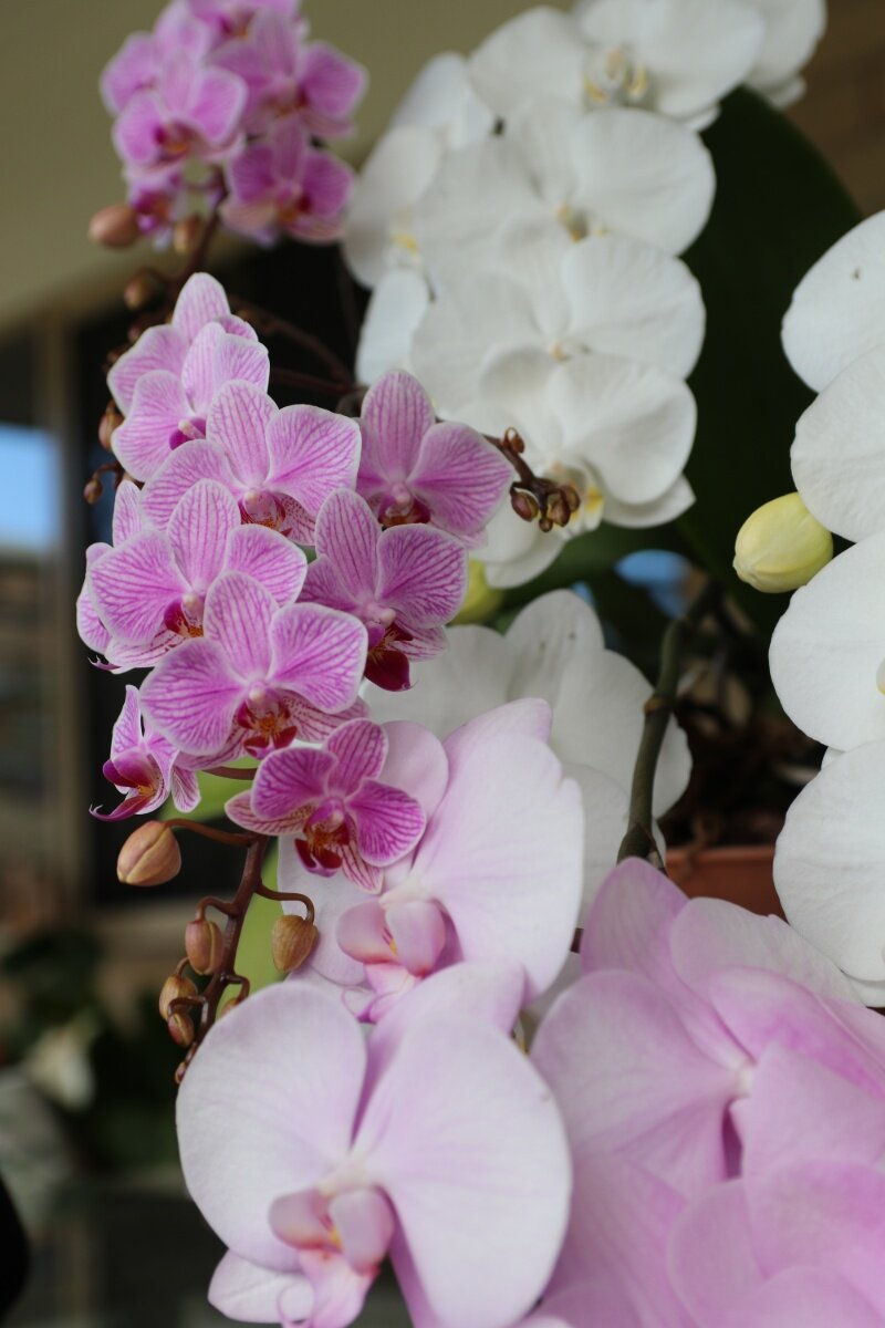 Amazing orchid thrives on tea