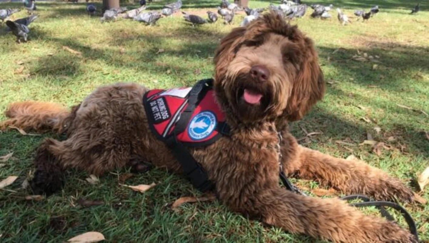 Smart Pups 200th graduate a real Jester