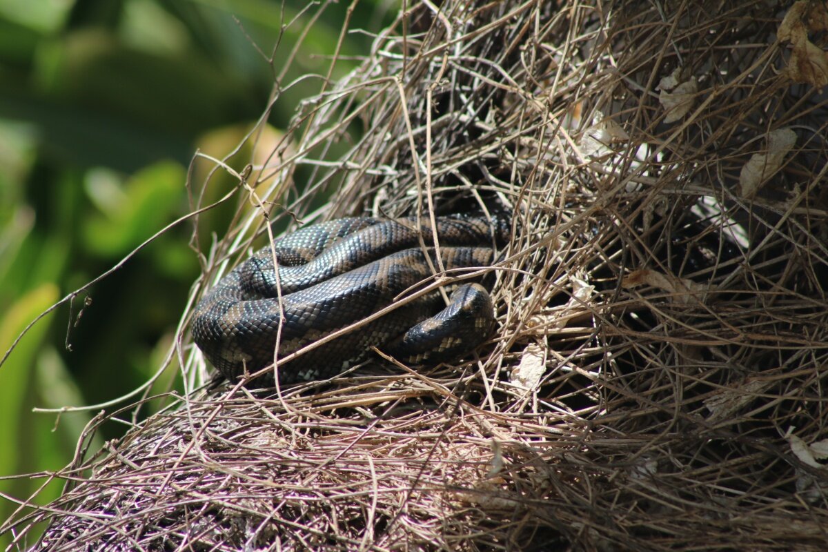 Canoodling carpet snakes lay low at Nambour Plaza