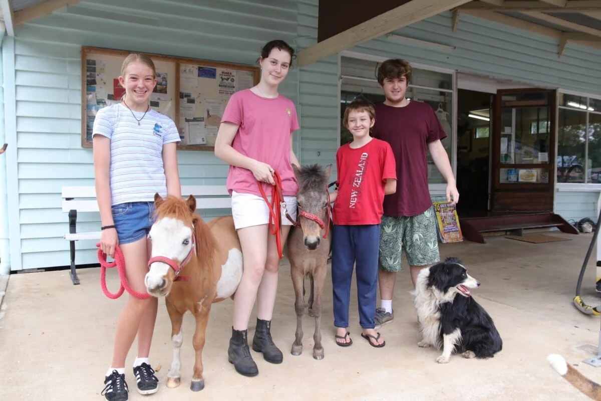 Horses small in stature but big in smarts