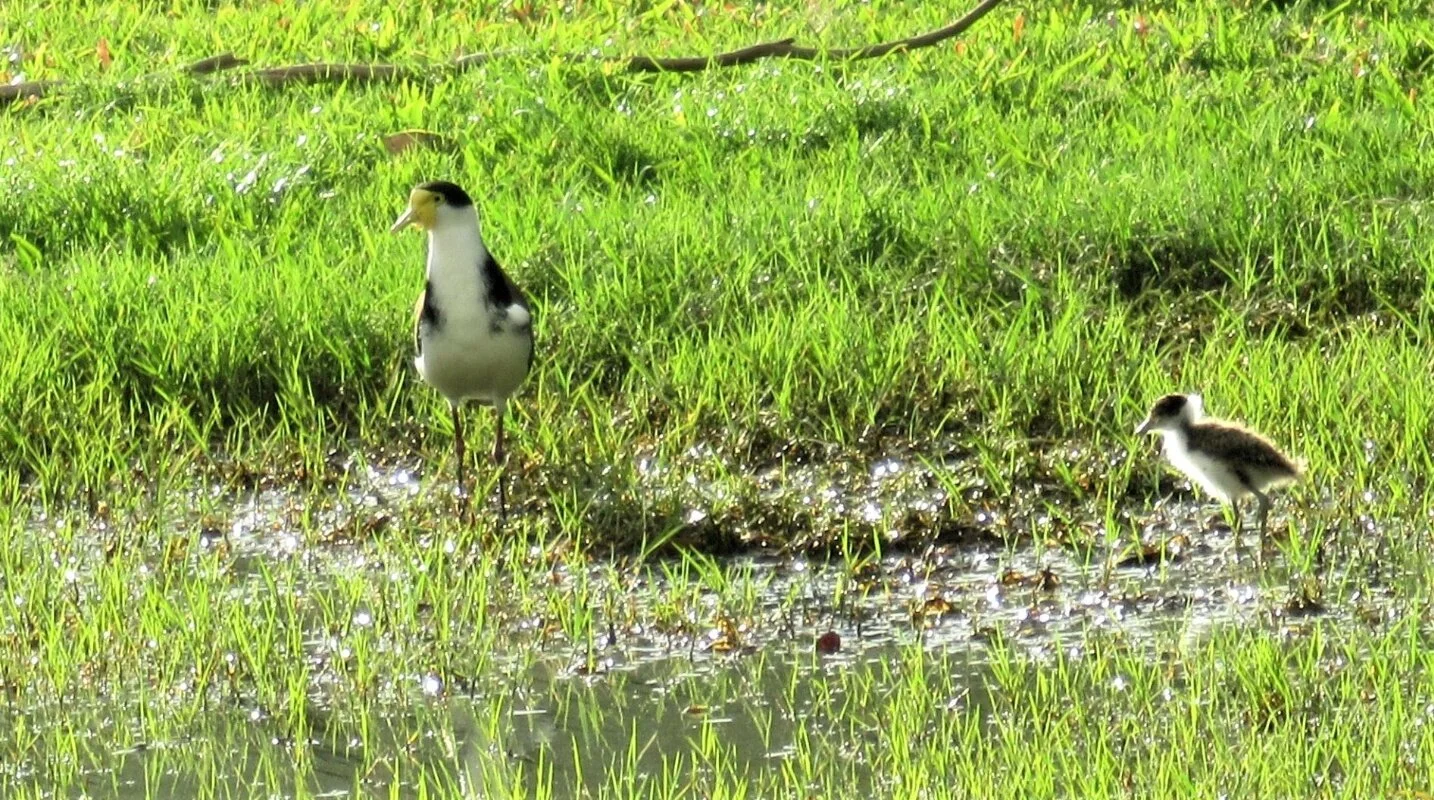 Little plover with a very protective parent