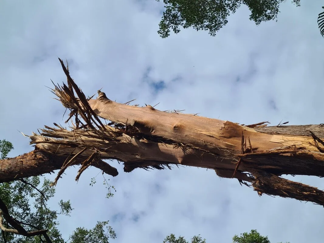 Lightning strike splits tree in Palmwoods