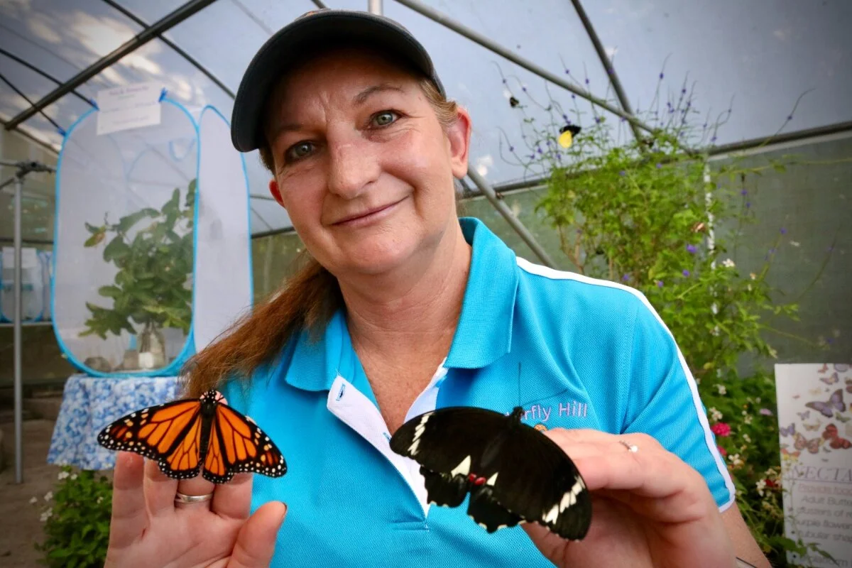 Butterflies help provide&nbsp;  tranquil haven in Nambour