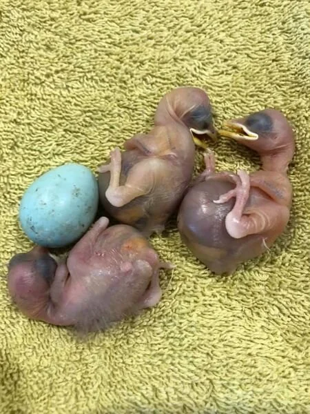 &nbsp;Wildlife enquiries&nbsp; running hot - 800 Calls in a month