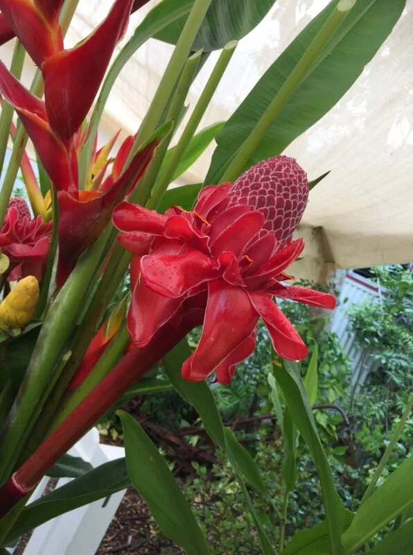 Summertime  in Full Bloom at  The Ginger Factory