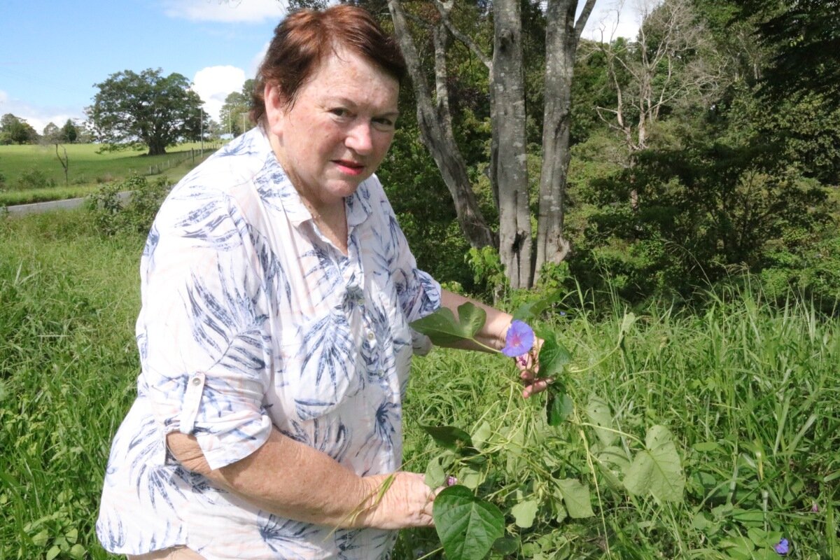 Invasive weed threatens koala habitat as authorities employ losing strategies, says expert