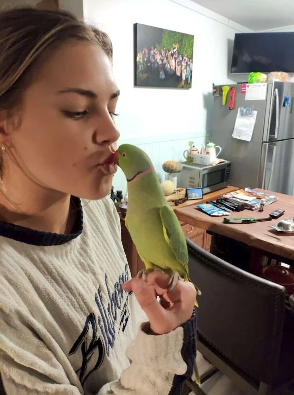 Kiwi the fast-talking adventurous bird found, shaken but okay 