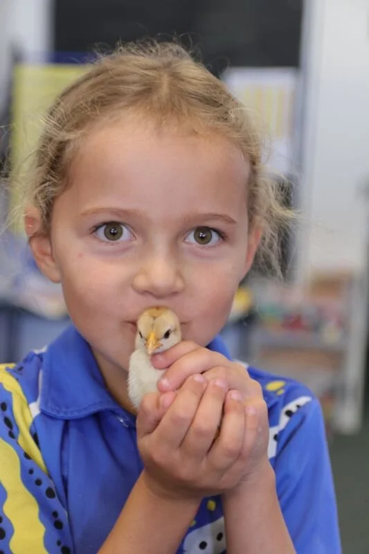 Maleny Primary School's Poultry Club kids cock-a-hoop about Show&nbsp;