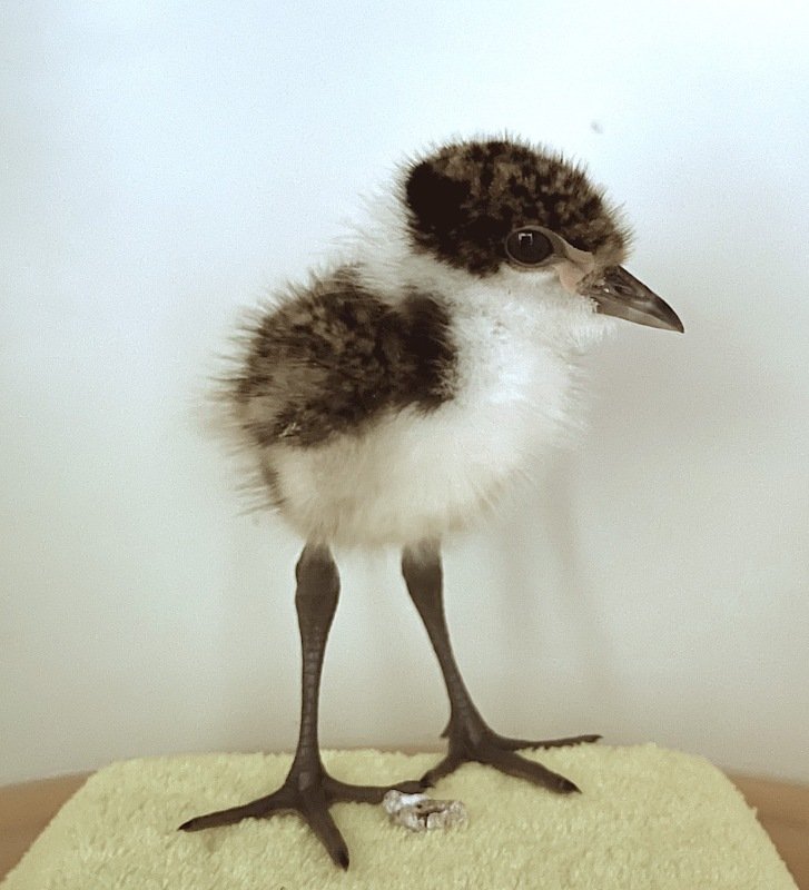 Plover family adopts tiny chick ‘Downunder’ 